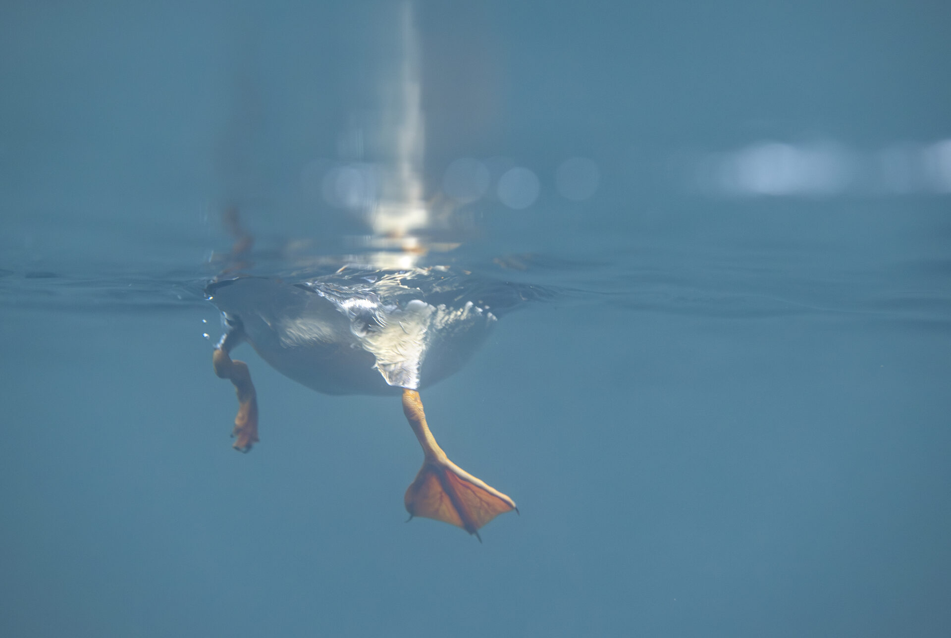 Atlantic puffin corkscrewing underwater while hunting sand eels